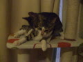 動画:キトマル・めお、里親募集中